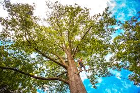 Best Hazardous Tree Removal  in Red Springs, NC