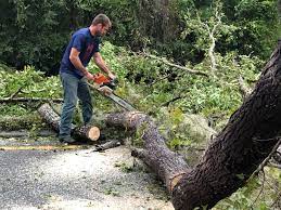 Best Tree and Shrub Care  in Red Springs, NC