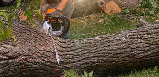 Best Firewood Processing and Delivery  in Red Springs, NC