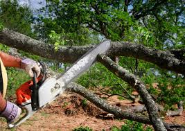 Best Hazardous Tree Removal  in Red Springs, NC