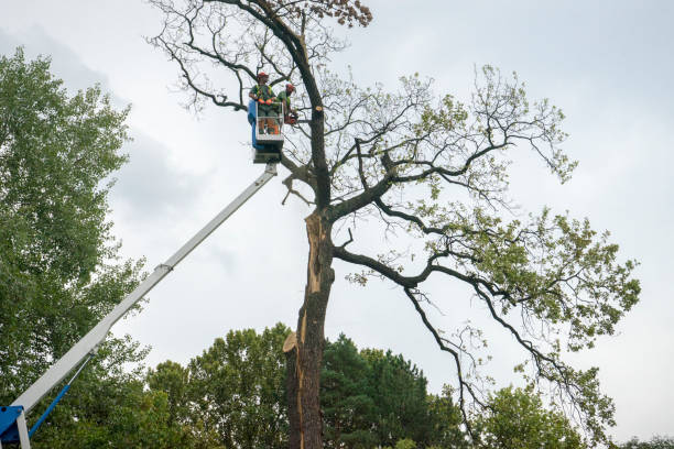 Best Emergency Tree Removal  in Red Springs, NC