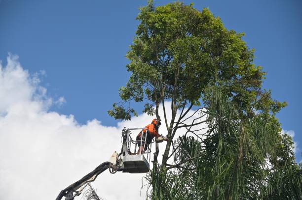 Professional Tree Removal Services in Red Springs, NC