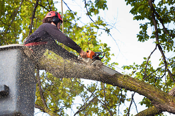 Best Root Management and Removal  in Red Springs, NC