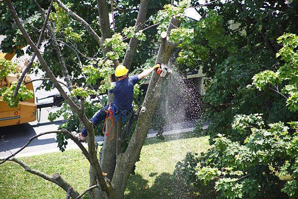 Best Grass Overseeding  in Red Springs, NC