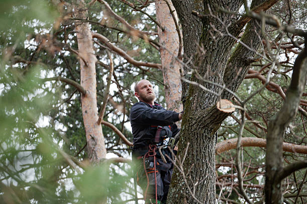 Best Storm Damage Tree Cleanup  in Red Springs, NC