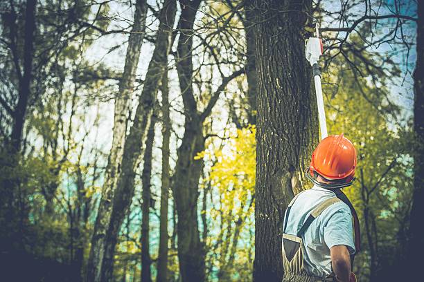 How Our Tree Care Process Works  in  Red Springs, NC