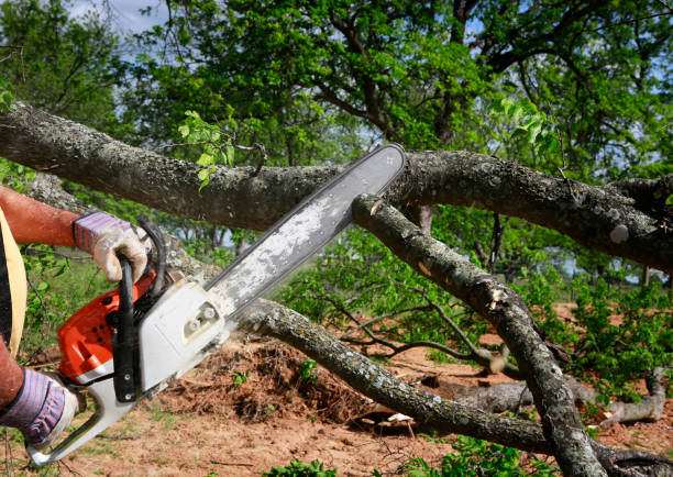 Best Root Management and Removal  in Red Springs, NC